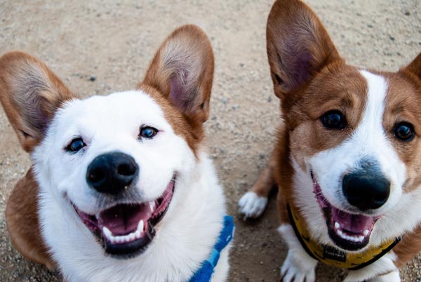 Corgis